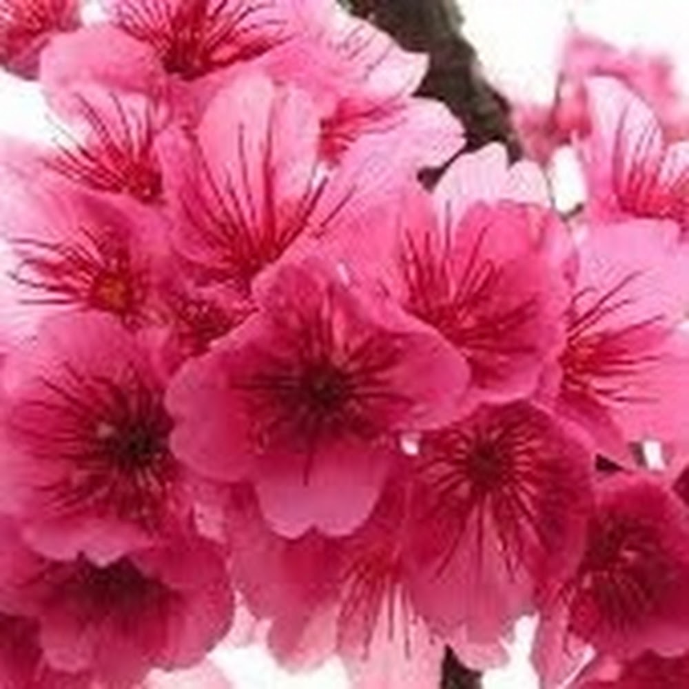 Meet your Posher, Anan